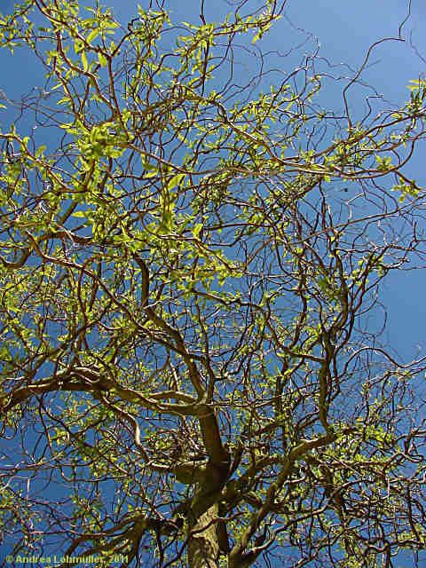 Salix matsudana 'Tortuosa'