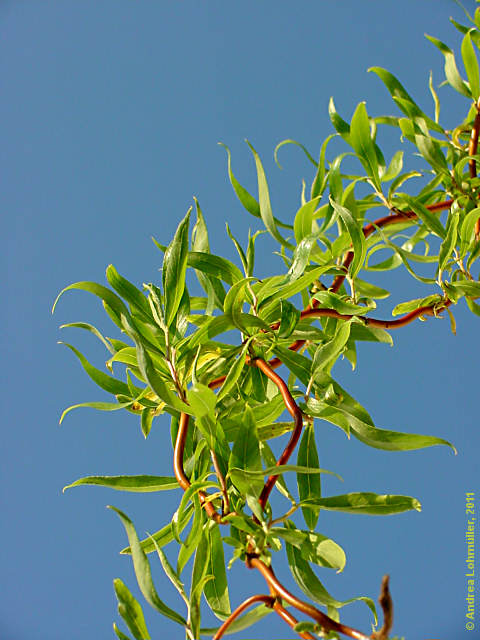 Salix matsudana 'Tortuosa'
