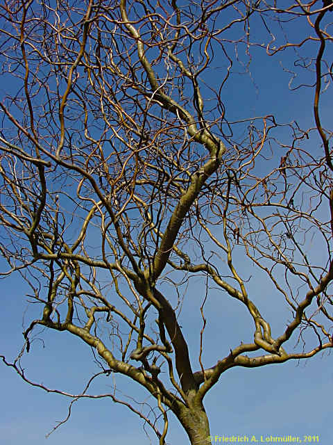 Salix matsudana 'Tortuosa'