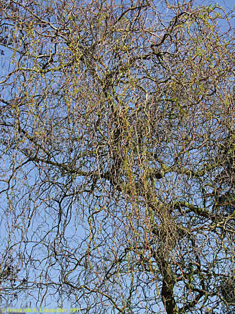 Salix matsudana 'Tortuosa'
