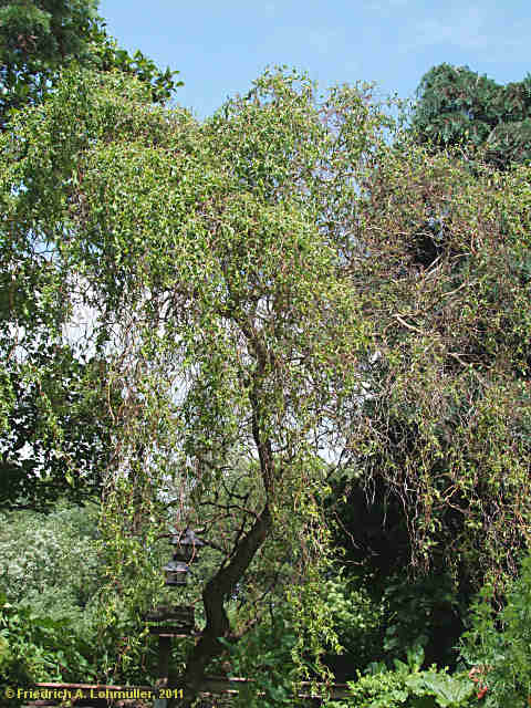 Salix matsudana 'Tortuosa'