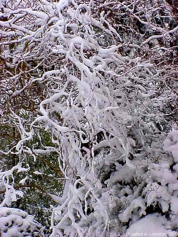 Salix matsudana 'Tortuosa'