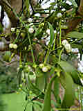 Santalaceae