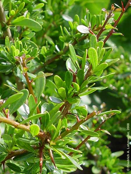 Argania spinosa