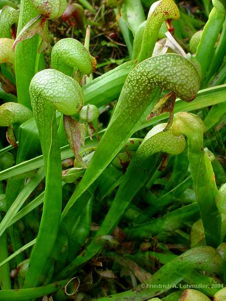 Darlingtonia californica