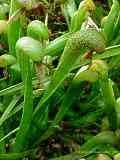 Darlingtonia californica