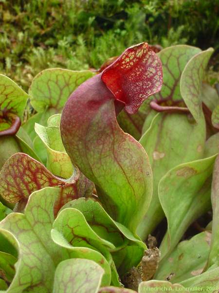 Sarracenia purpurea