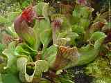 Sarracenia purpurea