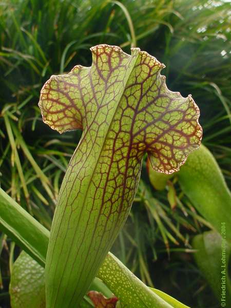 Sarracenia purpurea x leucophylla