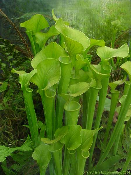 Sarracenia flava