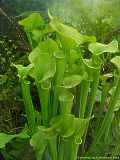 Sarracenia flava