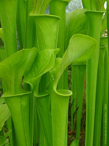 Sarracenia flava