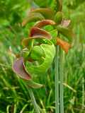 Sarracenia purpurea