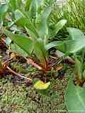 Anemopsis californica