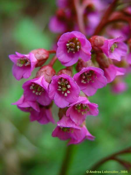 Bergenia cordiflora hybr.