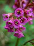 Bergenia cordiflora