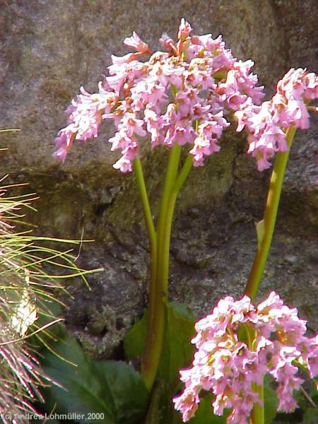 Bergenia cordiflora hybr.