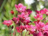 Saxifraga arendsii