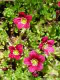 Saxifraga arendsii