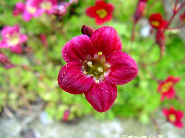 Saxifraga arendsii