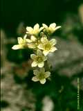 Saxifraga paniculata