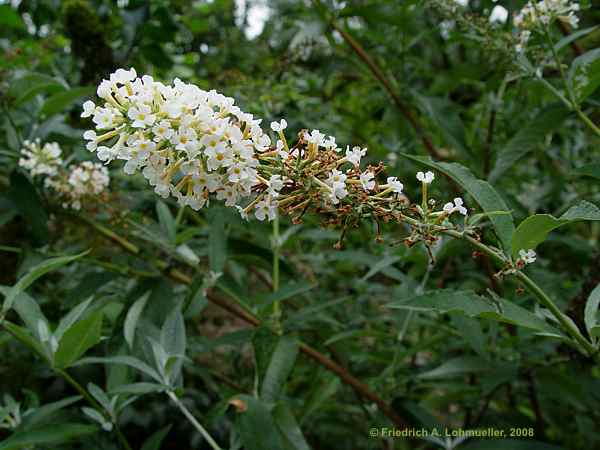 Buddleja albiflora