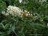 Buddleja albiflora