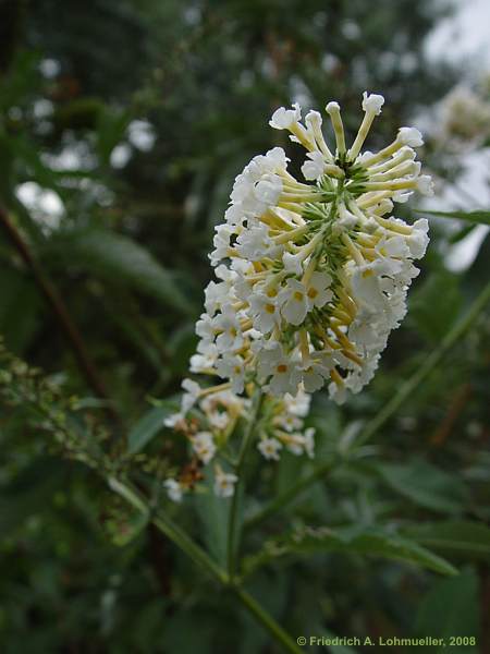 Buddleja albiflora