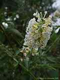 Buddleja albiflora