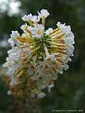 Buddleja albiflora