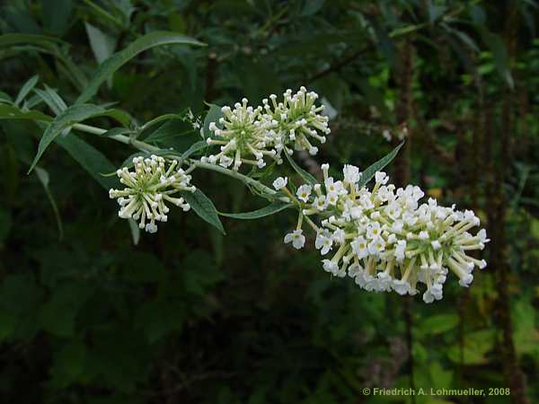Buddleja albiflora