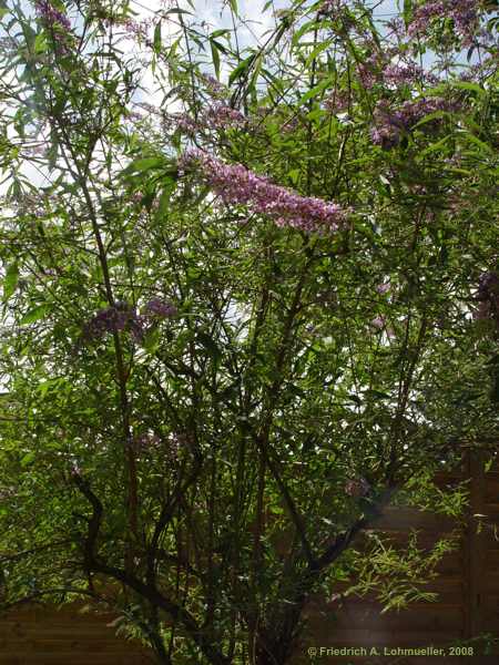 Buddleja davidii