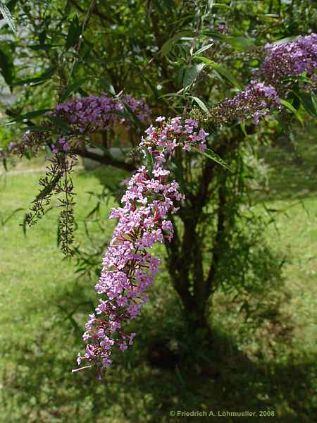 Buddleja davidii