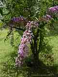 Buddleja davidii