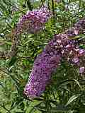 Buddleja davidii