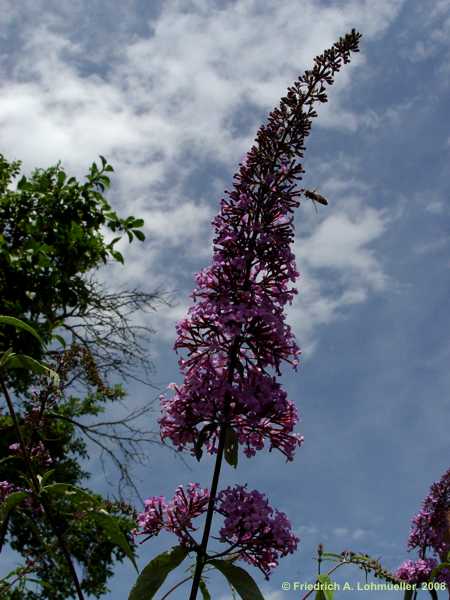 Buddleja davidii