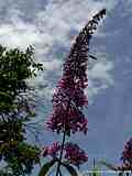 Buddleja davidii