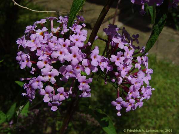 Buddleja davidii