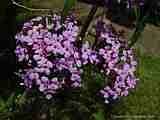 Buddleja davidii