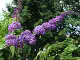 Buddleja davidii