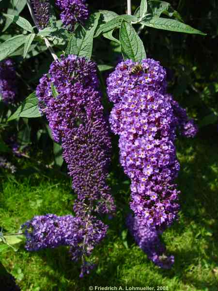 Buddleja davidii