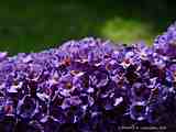 Buddleja davidii