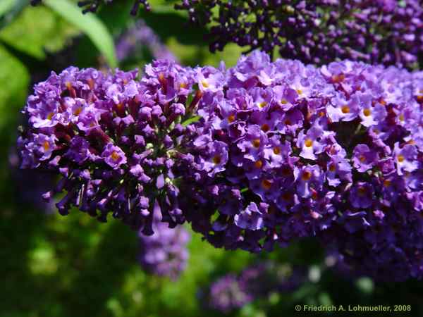 Buddleja davidii
