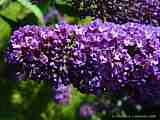 Buddleja davidii