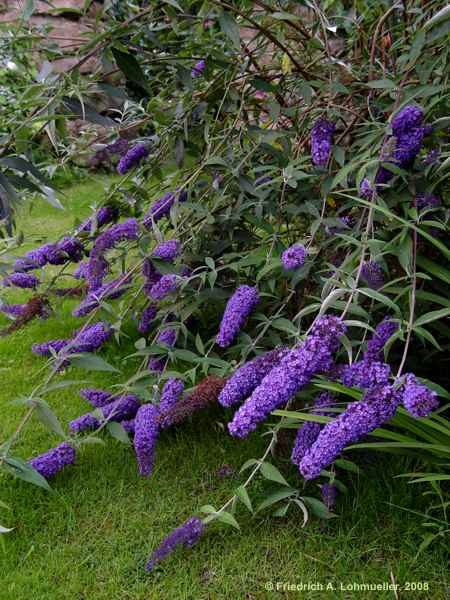 Buddleja davidii