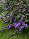 Buddleja davidii