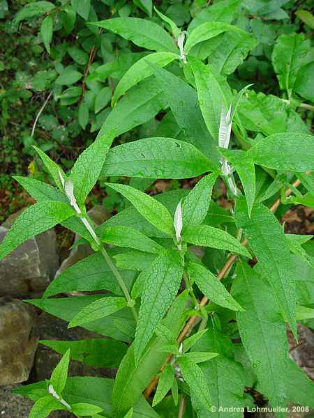 Buddleja davidii