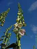 Digitalis purpurea