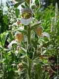 Digitalis lanata