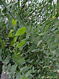 Simmondsia chinensis